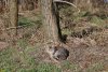 Полудомашний кот в перспективной зелёной зоне в станице Медвёдовской (26) 