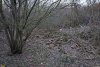 Перспективная ООПТ Старомышастовский лесопарк
