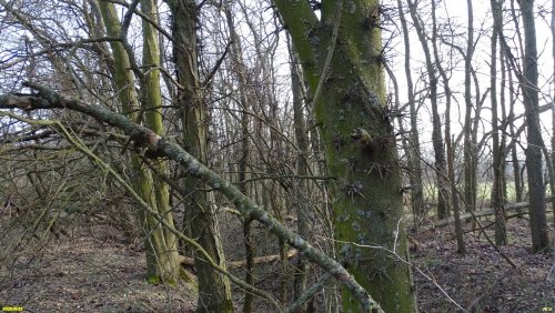 Перспективная ООПТ Медвёдовские курганы