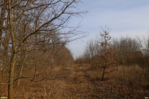 Перспективная ООПТ (дополнительная-1) Дубовая лесостепь