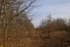 Перспективная ООПТ (дополнительная-1) Дубовая лесостепь