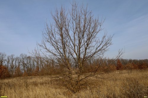 Перспективная ООПТ (дополнительная-1) Дубовая лесостепь