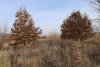 Перспективная ООПТ (дополнительная-1) Дубовая лесостепь