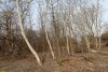 Перспективная ООПТ Советский лесопарк