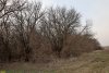Перспективная ООПТ Ольховский лес