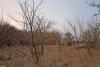 Перспективная ООПТ Ольховский лес