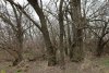 Перспективная ООПТ (дополнительная-2) Колок с бывшей хатой
