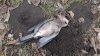 Погибшая сойка в перспективной ООПТ (дополнительная-3) Правобейсужёкский лесопарк