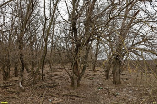 Перспективная ООПТ Переясловский лесопарк