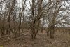 Перспективная ООПТ Переясловский лесопарк
