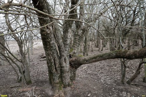 Перспективная ООПТ Переясловский лесопарк