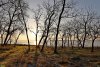 Перспективная ООПТ Раздольный лес