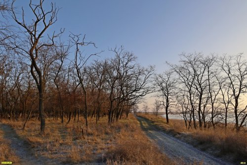 Перспективная ООПТ Раздольный лес