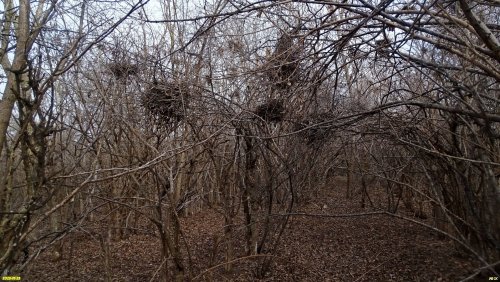 Перспективная зелёная зона в станице Чепигинская (дополнительная-2) 