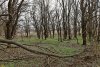 Перспективная ООПТ Тутовый лес у Соповой балки
