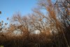 Перспективная ООПТ (дополнительная-1) Урочище Новосельское