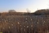 Перспективная ООПТ (дополнительная-1) Урочище Новосельское