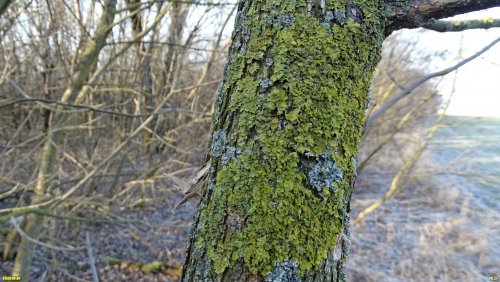 Лишайник Золотнянка (Ксантория) в Новосельском лесопарке
