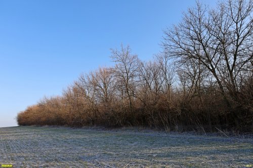 Перспективная ООПТ Новосельский лесопарк