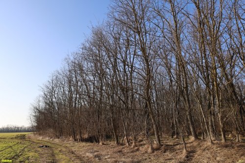 Перспективная ООПТ Сапруновский лес