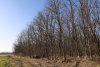 Перспективная ООПТ Сапруновский лес