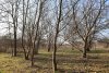 Перспективная ООПТ (дополнительная) Зафермовский лес
