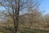 Перспективная ООПТ (дополнительная) Зафермовский лес