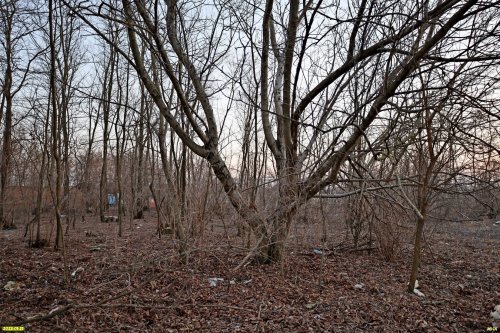 Перспективная зелёная зона в селе Красносельское (10)