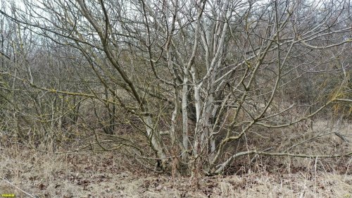 Перспективная ООПТ (дополнительная-3) Высокий берег Левого Бейсужка