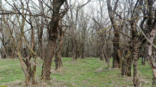 Перспективная ООПТ Дядьковский лесопарк