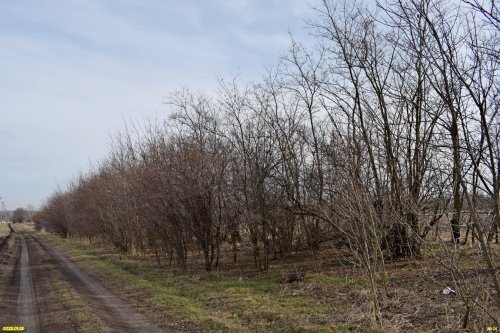 Перспективная зелёная зона в станице Дядьковской (11)