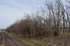 Перспективная зелёная зона в станице Дядьковской (11)
