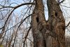 Перспективная ООПТ (дополнительная) Деркачёвский лесопарк