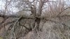 Перспективная ООПТ Тутовник в хуторе Верхнем