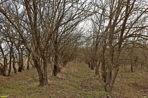 Перспективная ООПТ Тутовник в хуторе Верхнем