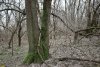 Перспективная ООПТ Верхне-Кирпильский лес