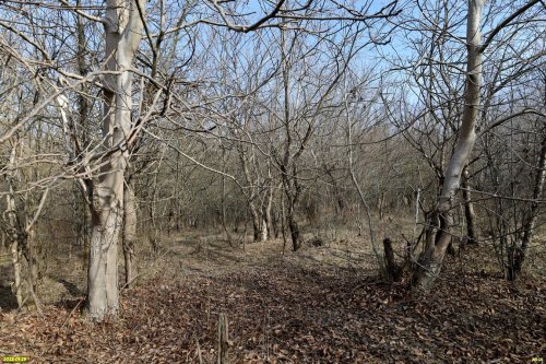 Перспективная ООПТ Казачье-Кирпильский лес