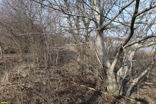 Перспективная ООПТ Южно-Платнировский лес