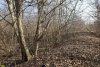 Перспективная ООПТ Южно-Платнировский лес