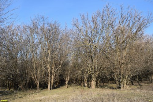 Перспективная ООПТ Платнировский лесопарк