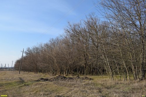 Перспективная ООПТ Платнировский лесопарк