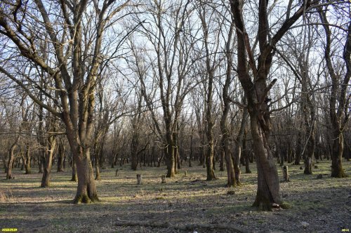 Перспективная ООПТ Платнировский лесопарк