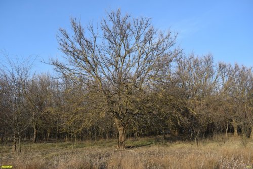 Перспективная ООПТ Платнировский лесопарк