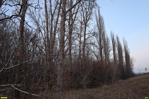 Перспективная ООПТ Северо-Кореновский лес