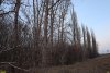Перспективная ООПТ Северо-Кореновский лес