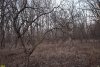 Перспективная ООПТ Северо-Кореновский лес