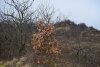 Перспективная ООПТ Школьненский лес