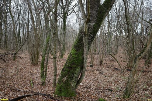 Перспективная ООПТ Школьненский лес
