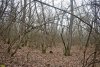 Перспективная ООПТ Варениковский лес