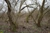 Перспективная ООПТ Варениковский лес